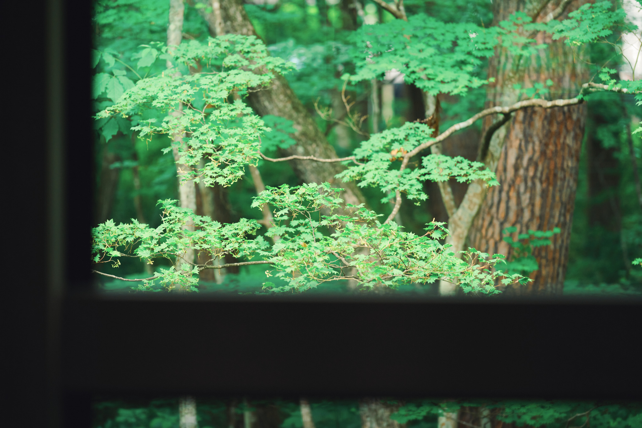 The forest seen through a window at WADANO GROVE
